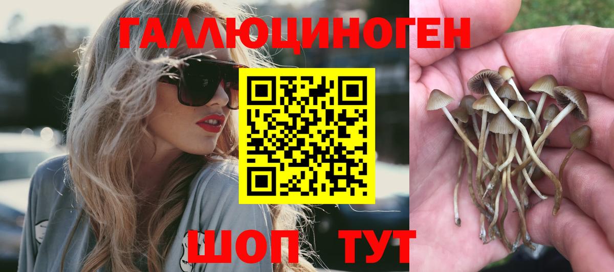 Галлюциногенные грибы Psilocybine cubensis Краснодар